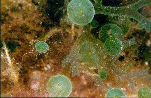 algue ACETUBULARIA ACETABULUM (63225 octets)