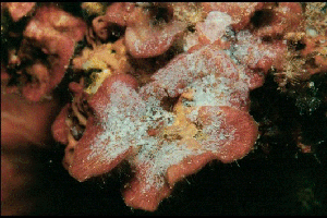 algue PEYSSONNELIA SQUAMARIA (61688 octets)