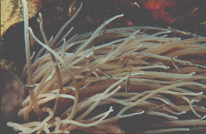 anemone ANEMONIA SULCATA (63415 octets)