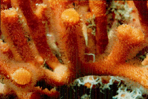 faux corail MYRIAPORA TRUNCATA (56886 octets)