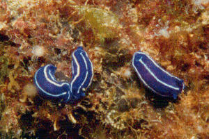 nudibranche HYPSELODORIS TRICOLOR (66989 octets)