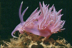 nudibranche FLABELLINA AFFINIS (49650 octets)